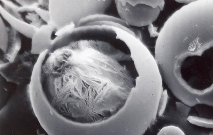 SRNL's <a href="http://energy.gov/articles/tiny-glass-bubbles-big-potential">Porous Walled Hollow Glass Microspheres</a> (which are about half the width of a human hair in diameter) have a network of interconnected pores that enable them to be filled with, hold and release gases and other materials. | Image courtesy of SRNL